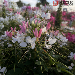 女人荫蒂被添全过程美国
